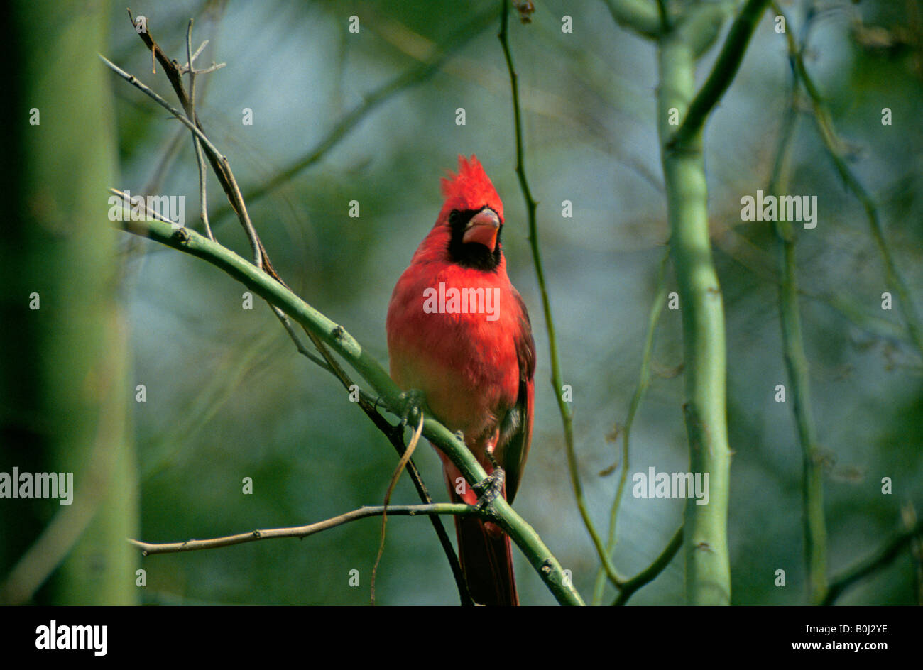 Le Cardinal rouge Cardinalis cardinalis aussi connu sous le nom de Redbird et le Virginia nightingale Banque D'Images