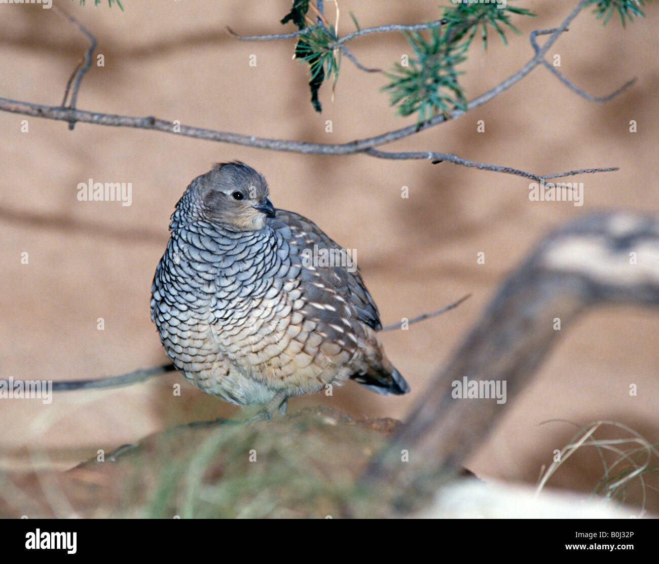 La caille Échelle Callipepla squamata aussi communément appelé Blue cailles ou cottontop Banque D'Images