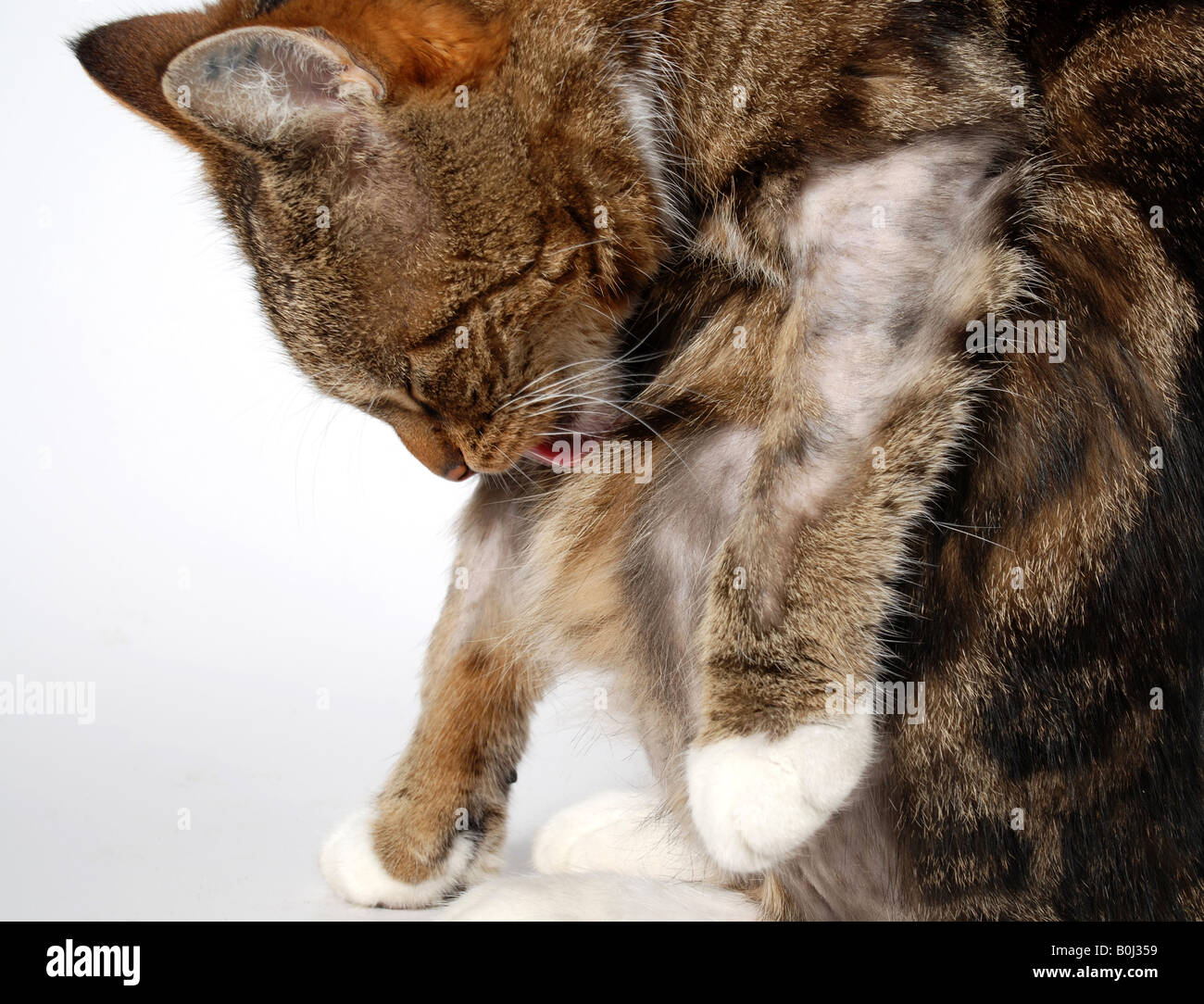 Chat Qui Leche Beaucoup De Dermatite Atopique Photo Stock Alamy