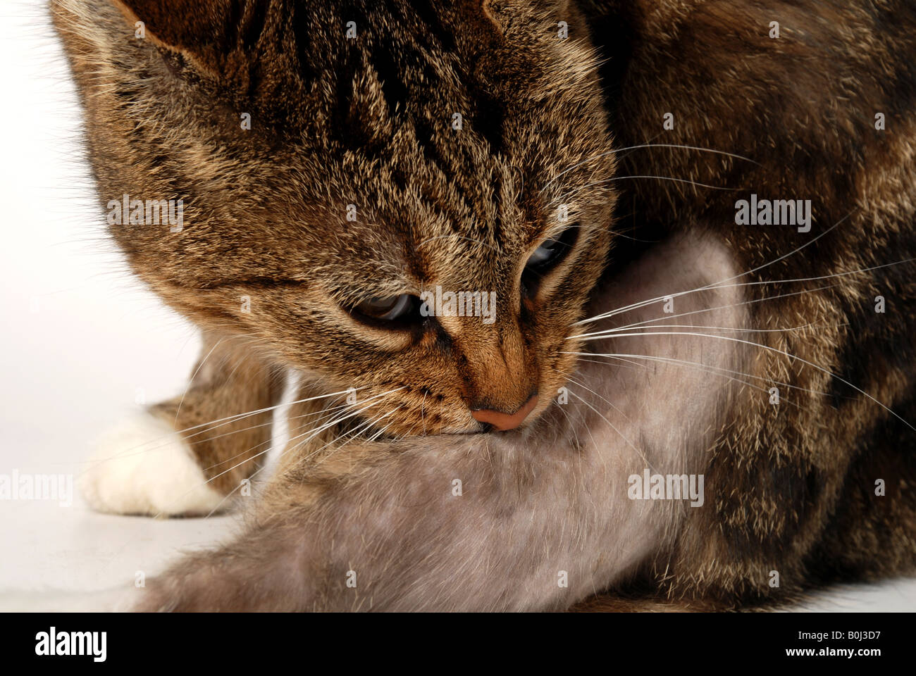 Chat qui lèche beaucoup de dermatite atopique Photo Stock Alamy