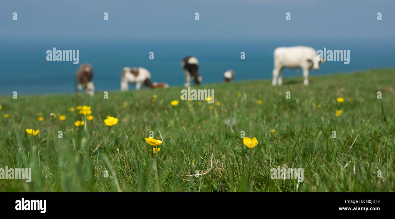 Les vaches paissent dans un champ de renoncules sur la côte nord du Devon, Angleterre Banque D'Images