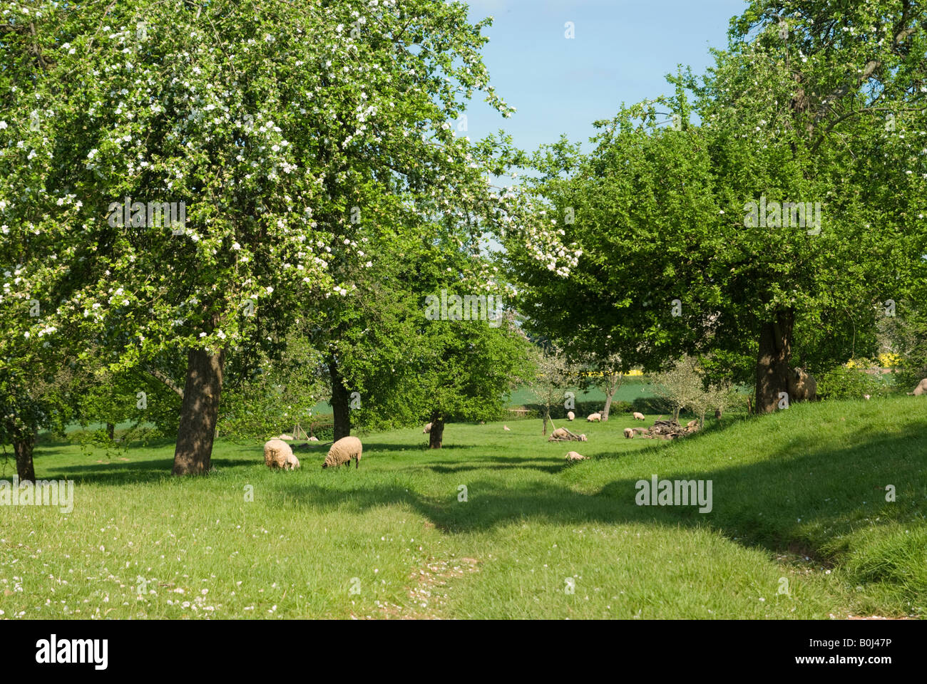 Des moutons paissant dans un verger Herefordshire Banque D'Images