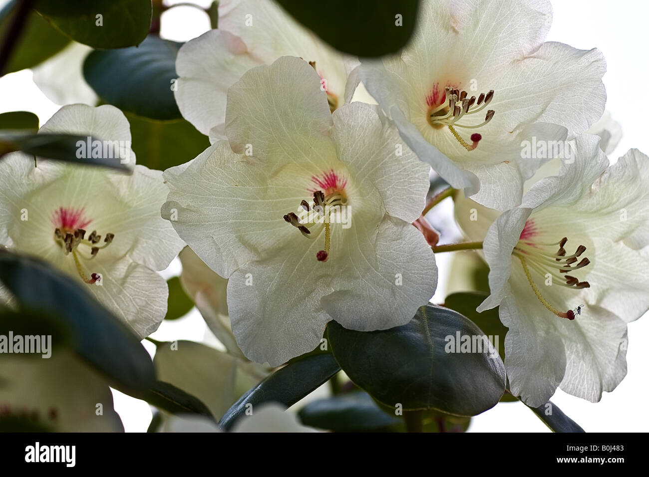 Fleur de jardin Banque D'Images