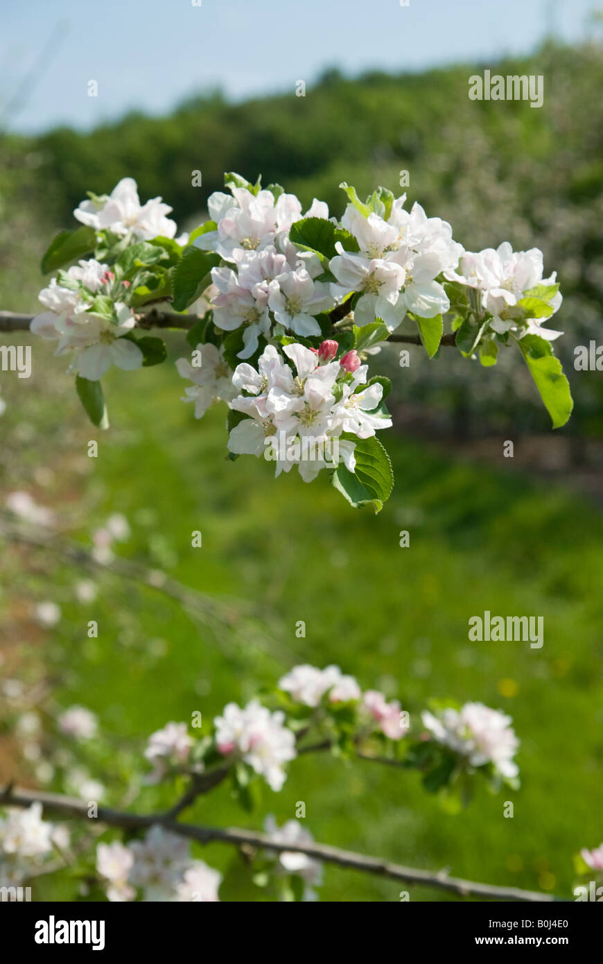 Apple Blossom Banque D'Images