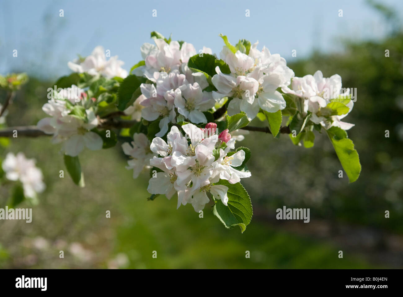 Apple Blossom Banque D'Images