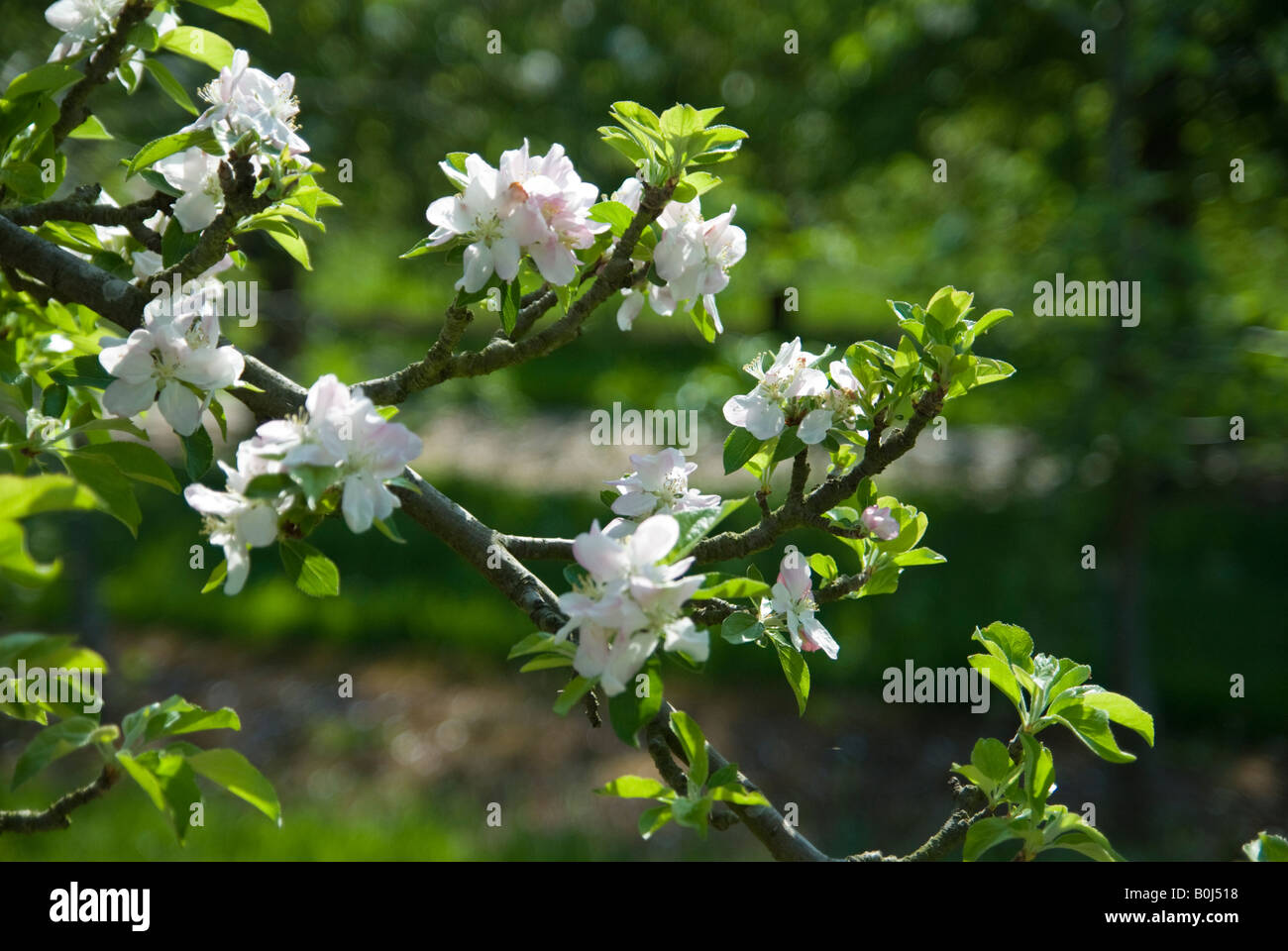 Herefordshire Verger en fleurs Banque D'Images