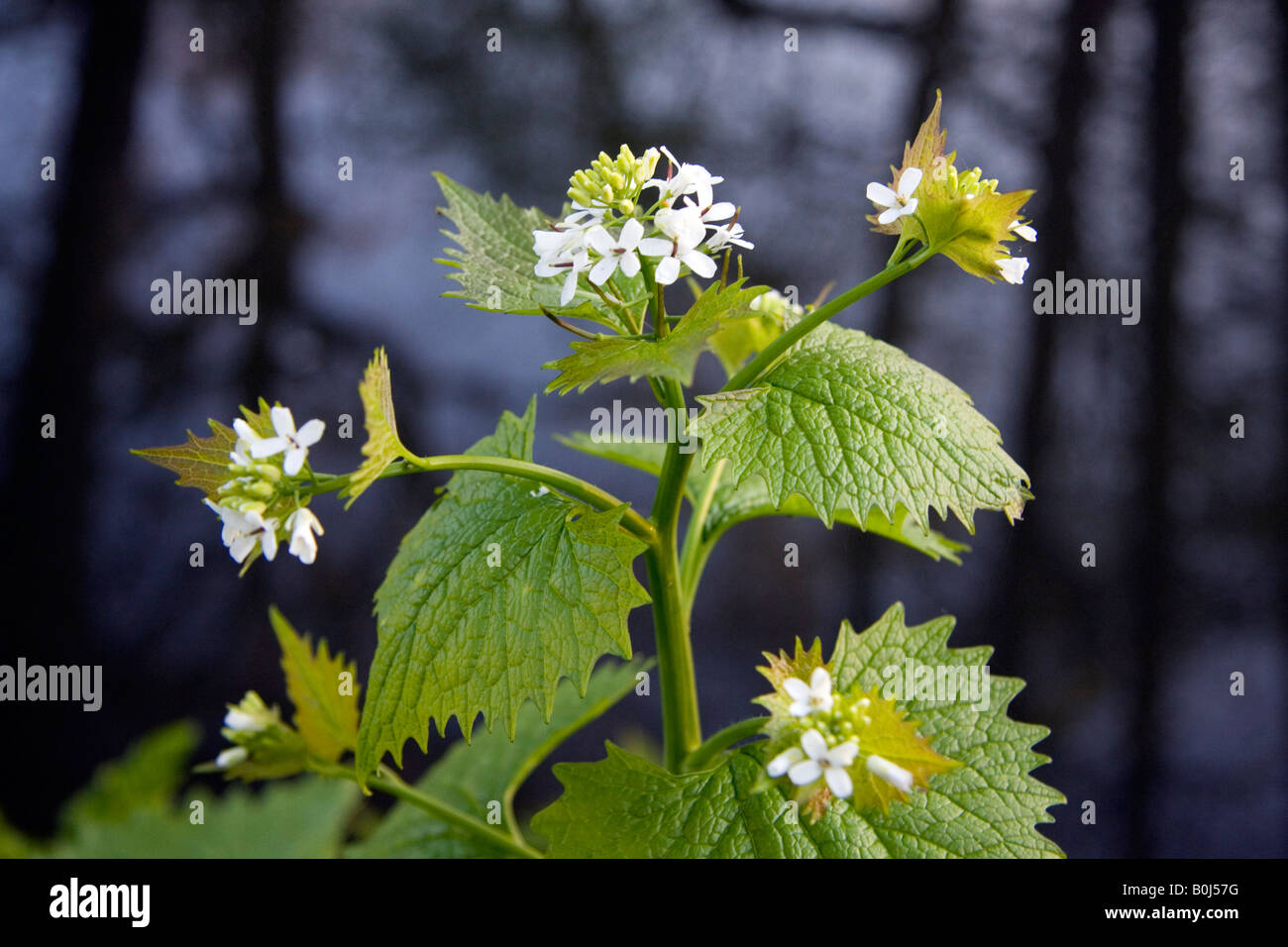 L'alliaire officinale (Alliaria petiolata) Jack-par-le-couverture Banque D'Images