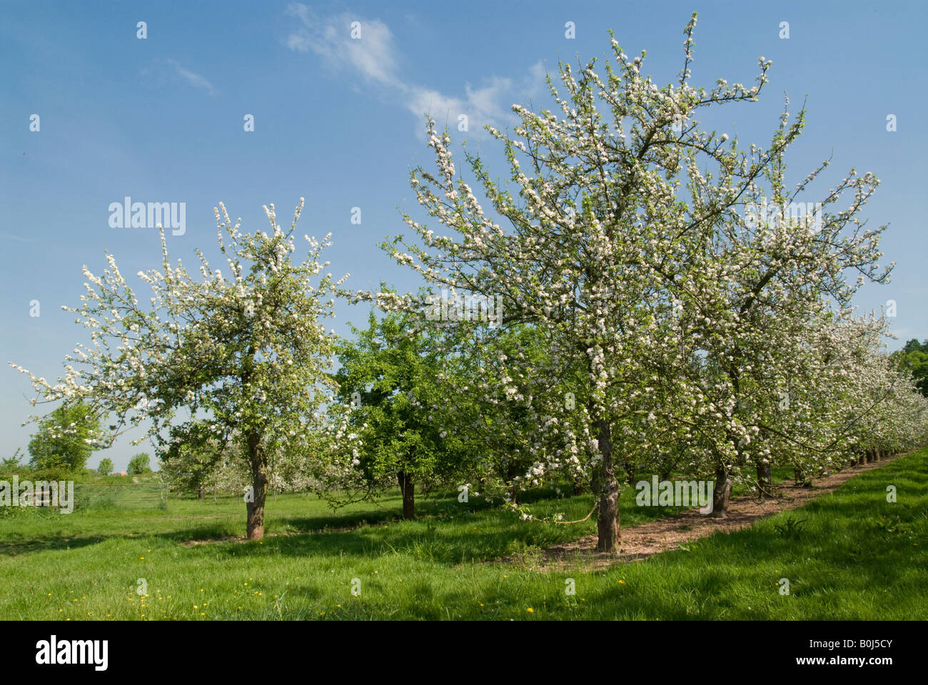 Herefordshire Verger en fleurs Banque D'Images