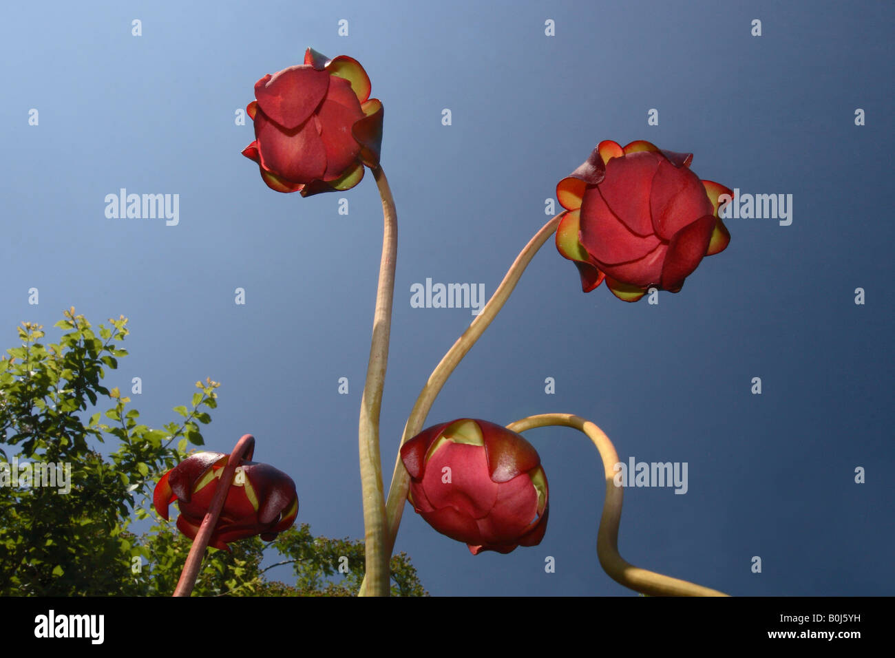 La sarracénie pourpre (Sarracenia stevensii) Banque D'Images