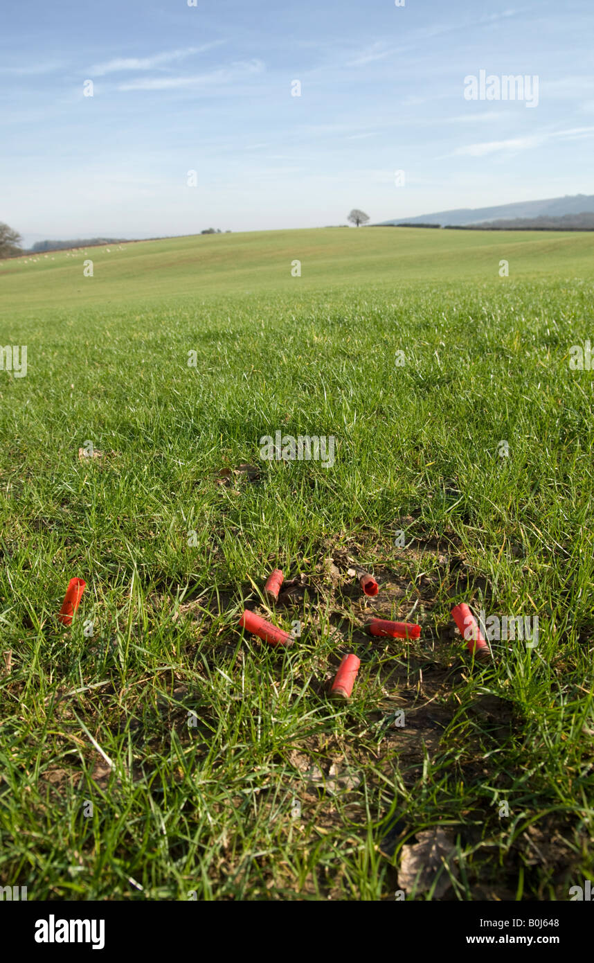 Cartouches de fusil de chasse usagées éliminées dans un champ Shropshire Banque D'Images
