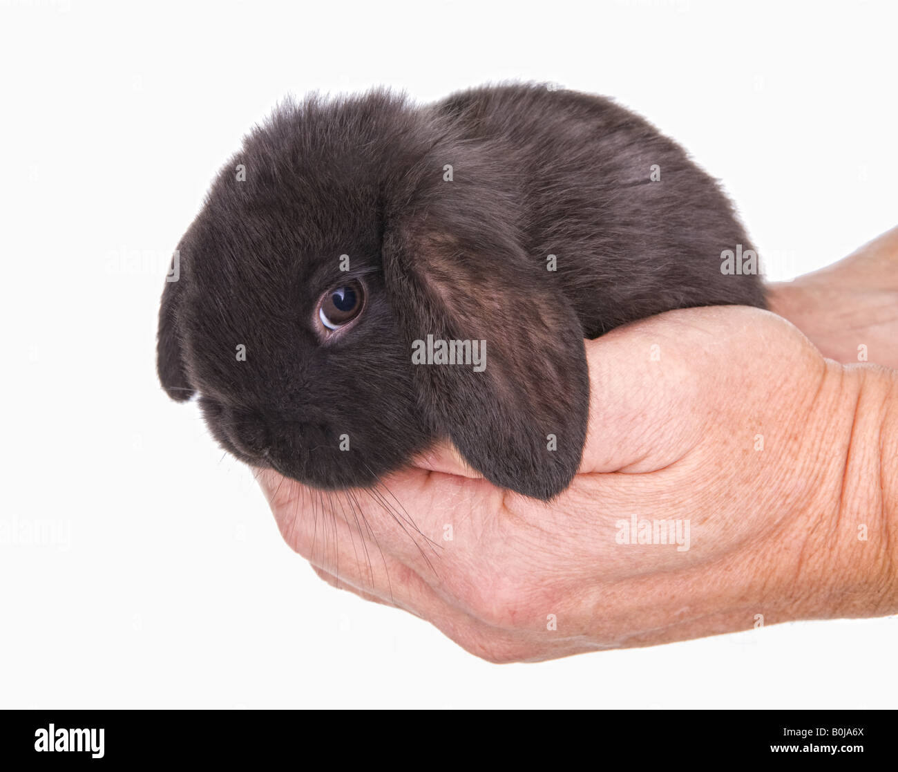 Petit Bebe Noir Mini Lop Oreille De Lapin En Mains Isole Sur Fond Blanc Photo Stock Alamy