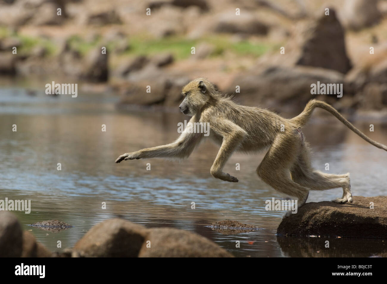Macaque (Macaca fascicularis) sautant de roche en roche Banque D'Images