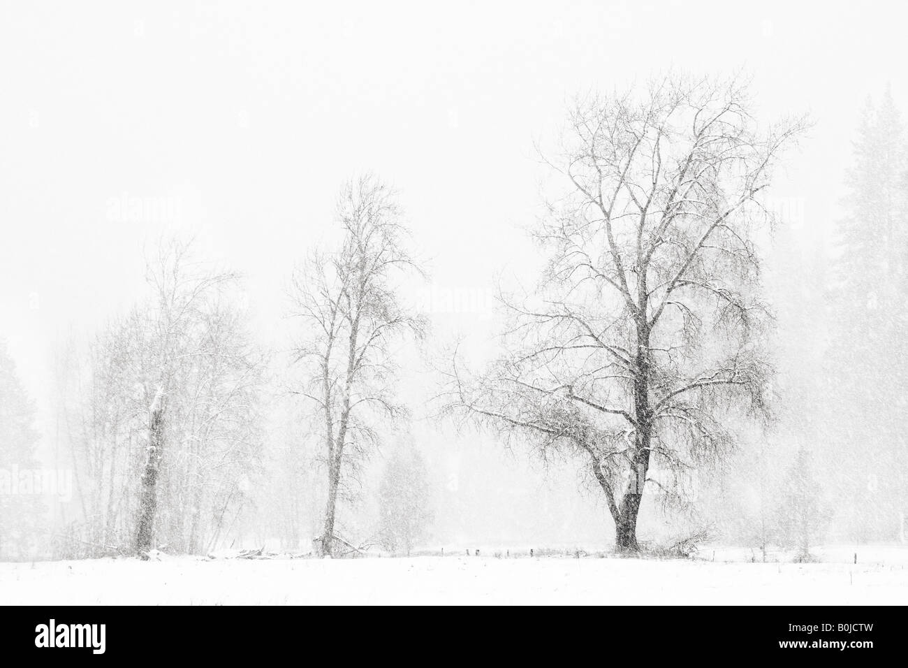 Silhouette de 3 arbres en hiver au parc national de Yosemite Banque D'Images