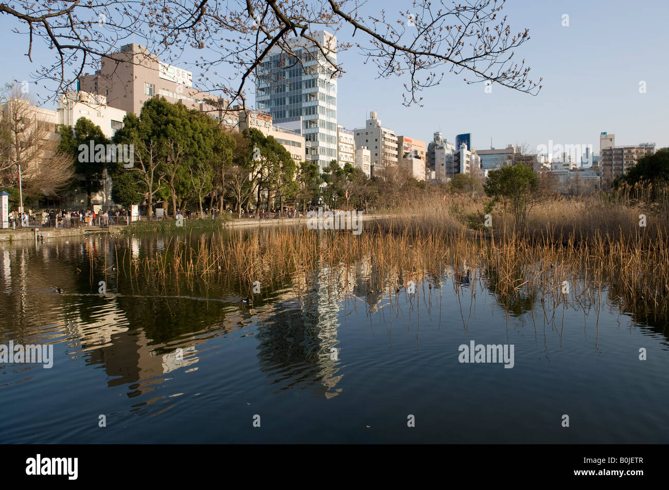 Parc Ueno, Tokyo, Japon. Bassin Shinobazu, une zone de protection de la faune Banque D'Images