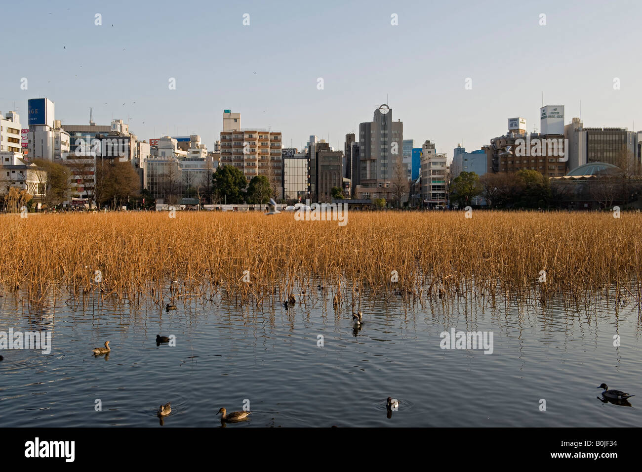 Parc Ueno, Tokyo, Japon. Bassin Shinobazu, une zone de protection de la faune Banque D'Images