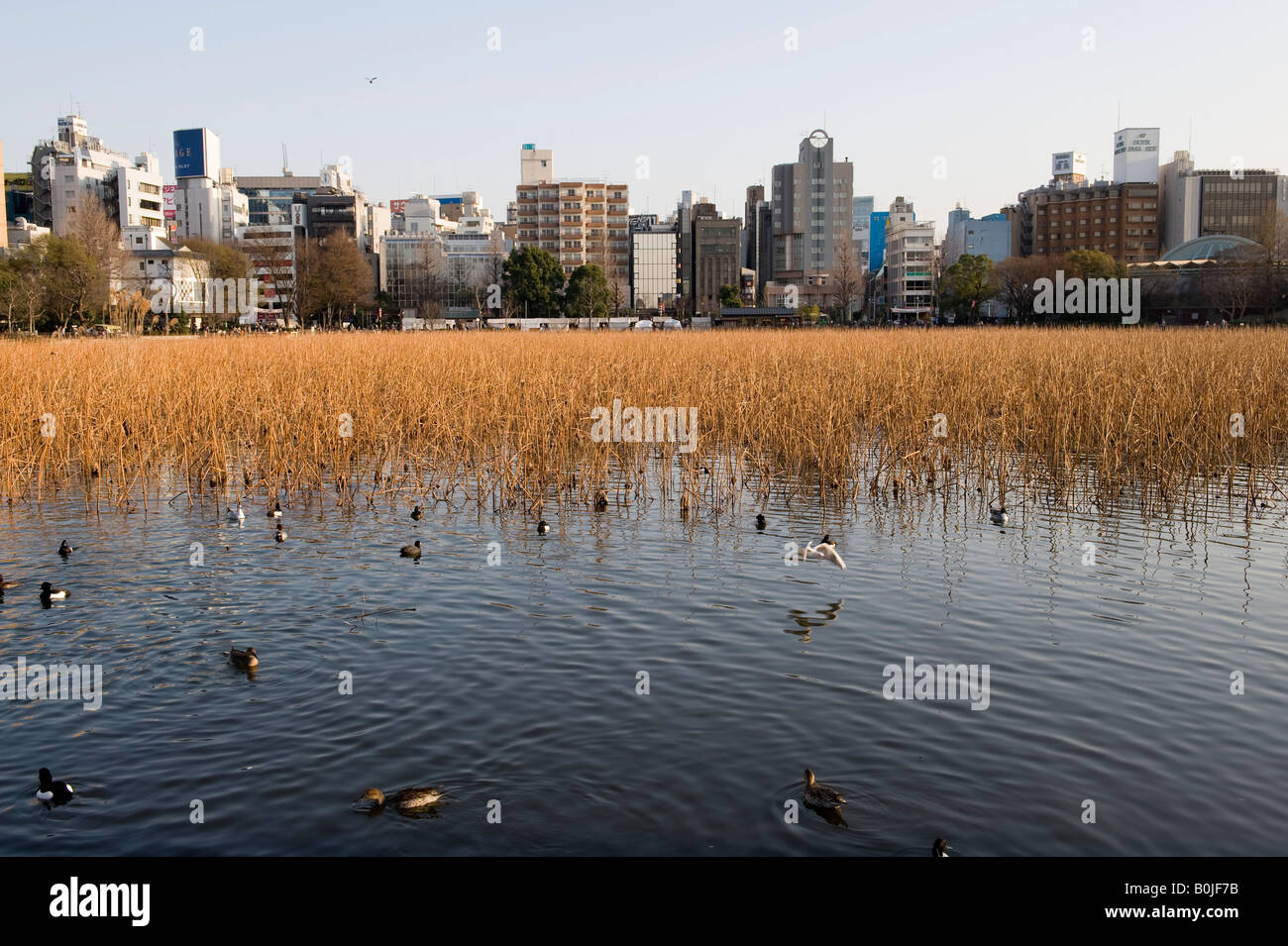 Parc Ueno, Tokyo, Japon. Bassin Shinobazu, une zone de protection de la faune Banque D'Images