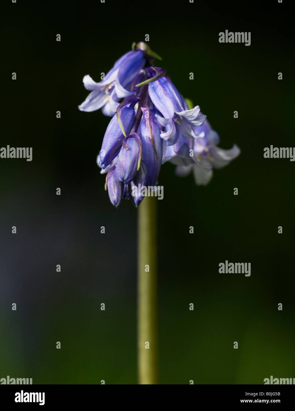 Bluebells Hyacinthoides non-scipta. On voit souvent des bois recouvert de jacinthes des bois au printemps. Banque D'Images
