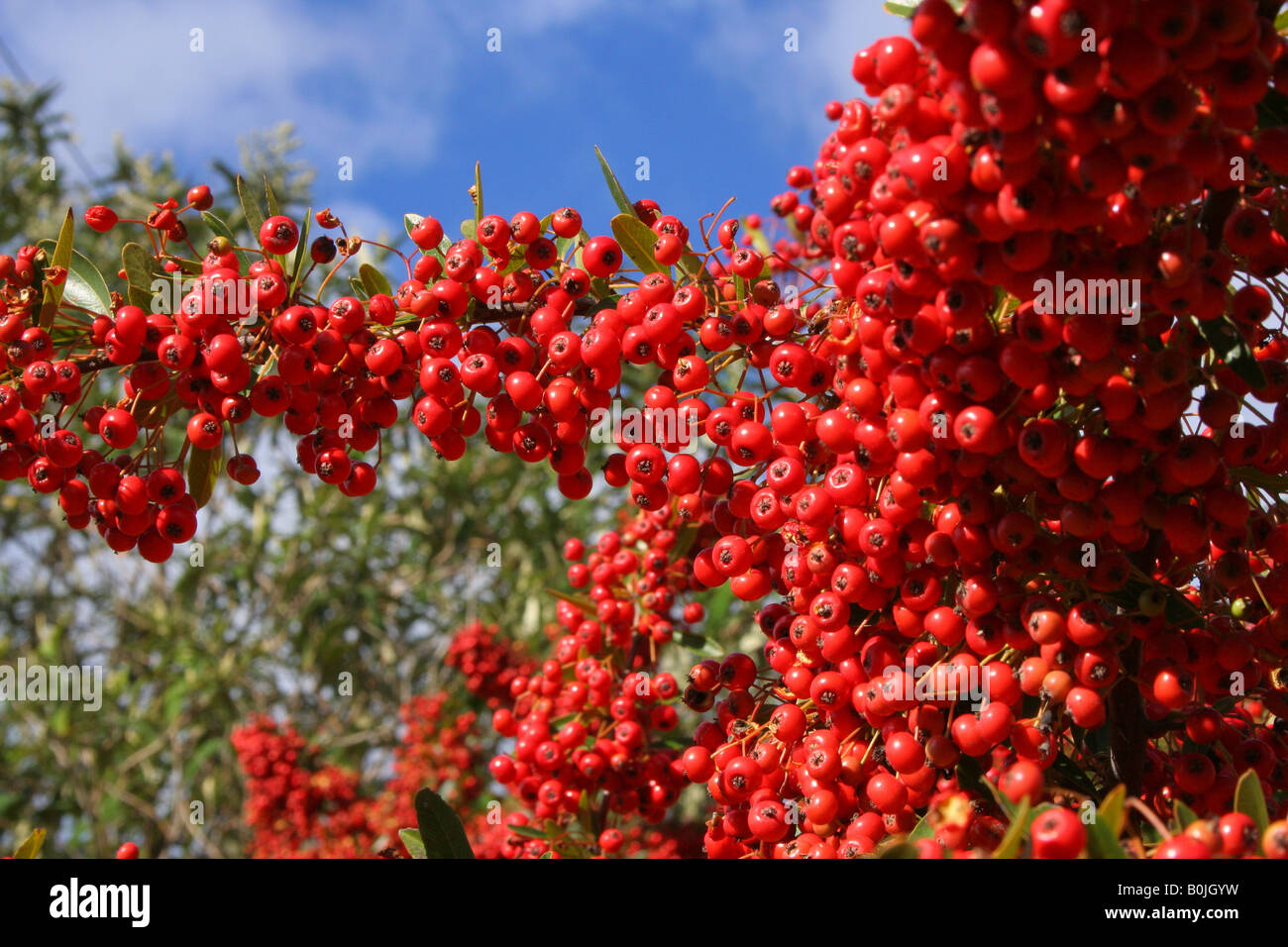 Des centaines de petits fruits rouges dans un arbre. Banque D'Images