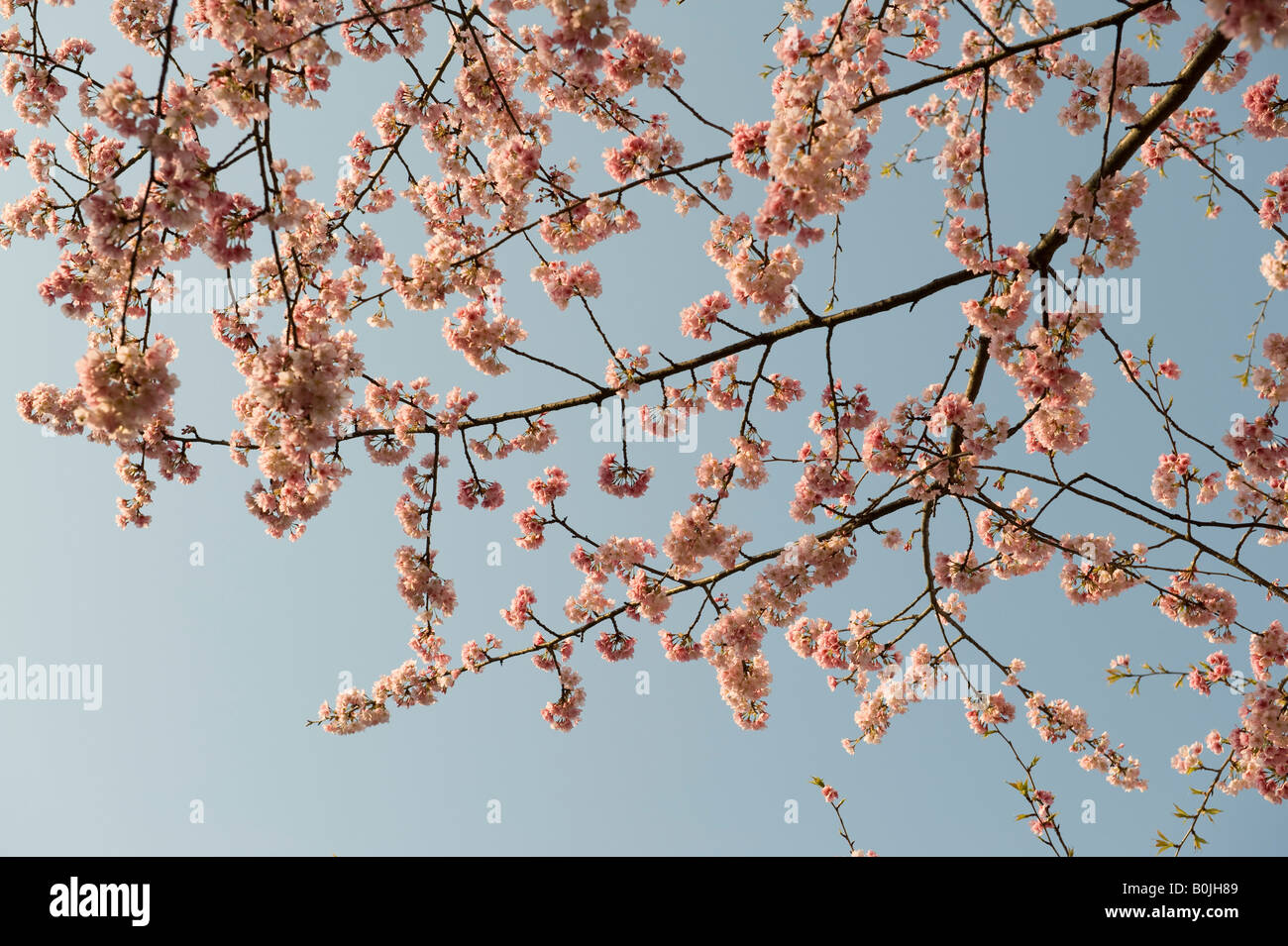 Parc Ueno, Tokyo, Japon. Cerisiers en fleurs (Sakura) au printemps Banque D'Images