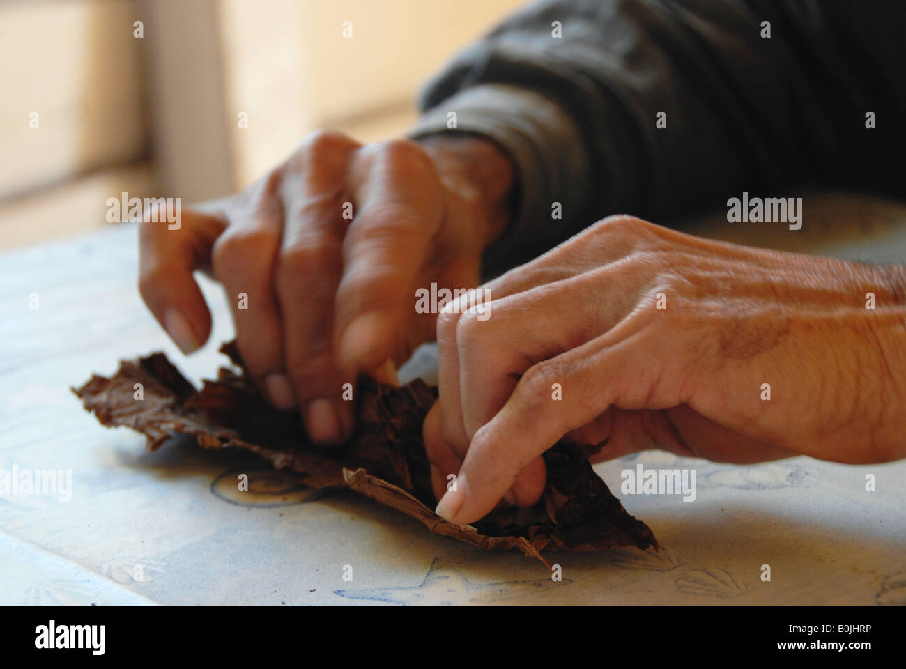 Mains d'un producteur de tabac rouler un cigare valle de vinales cuba Banque D'Images