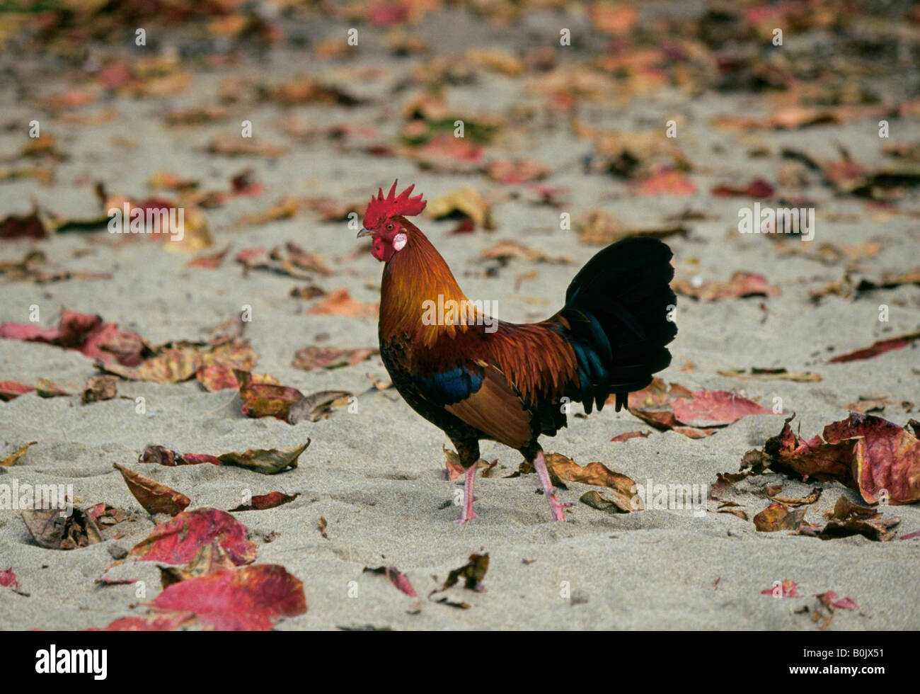 Détail d'une poule rouge de la jungle moderne ancêtre du poulet et un oiseau commun en Inde Asie Amérique du Sud Banque D'Images