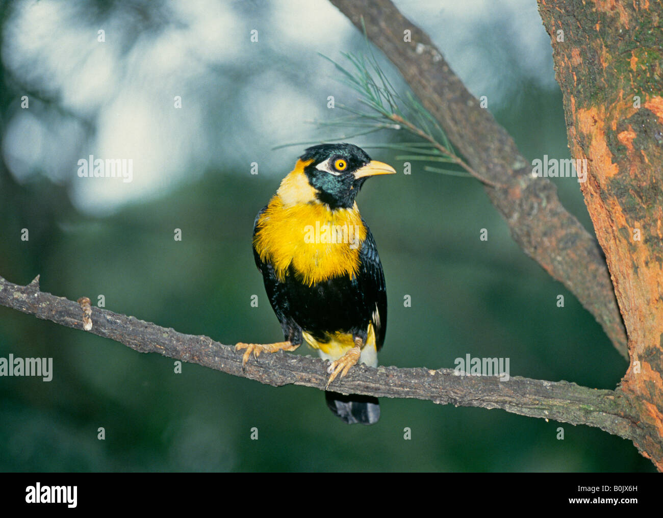 Asie GUINÉE Portrait of a golden breasted mynah ou un golden mynah originaire de Nouvelle Guinée Banque D'Images