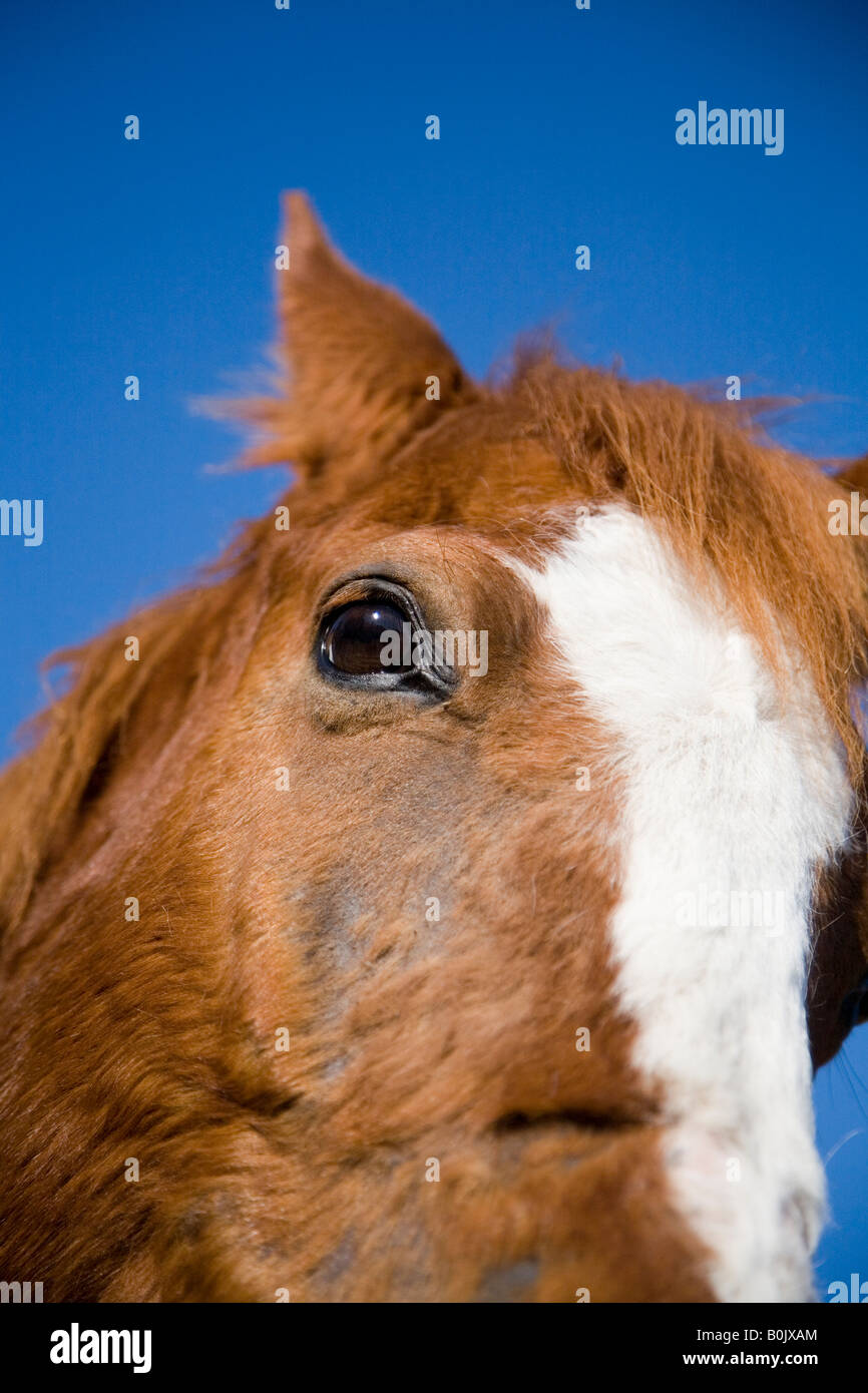 Manteau d'or brun tête de cheval et des yeux close up Banque D'Images