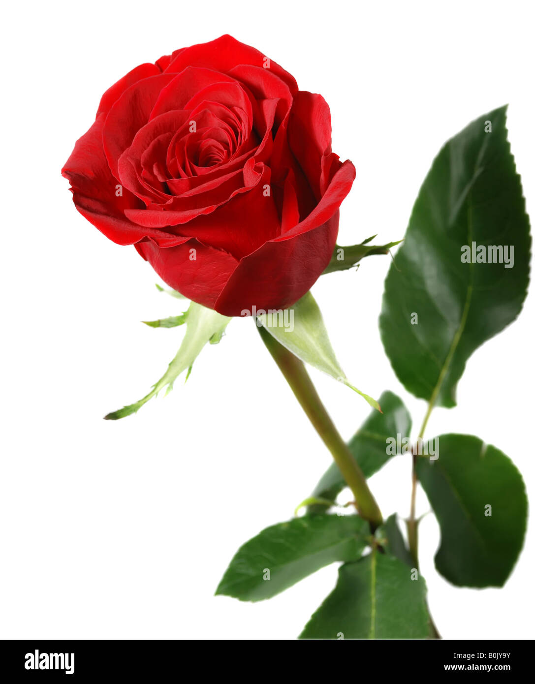 Une rose blossoming succursale d'une rose rouge aux couleurs vives bud Banque D'Images