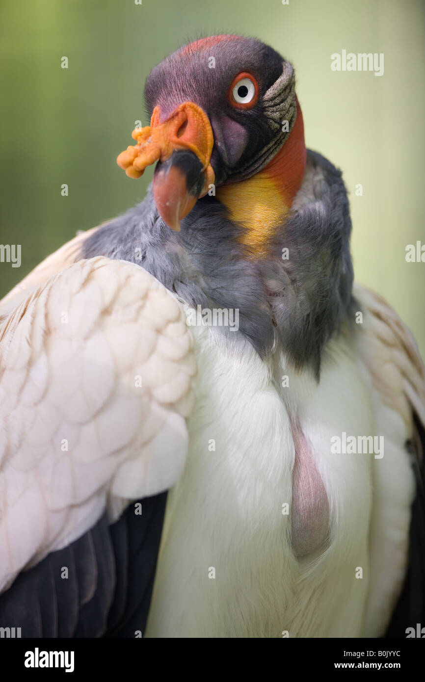 King Vulture - Sarcoramphus papa Banque D'Images