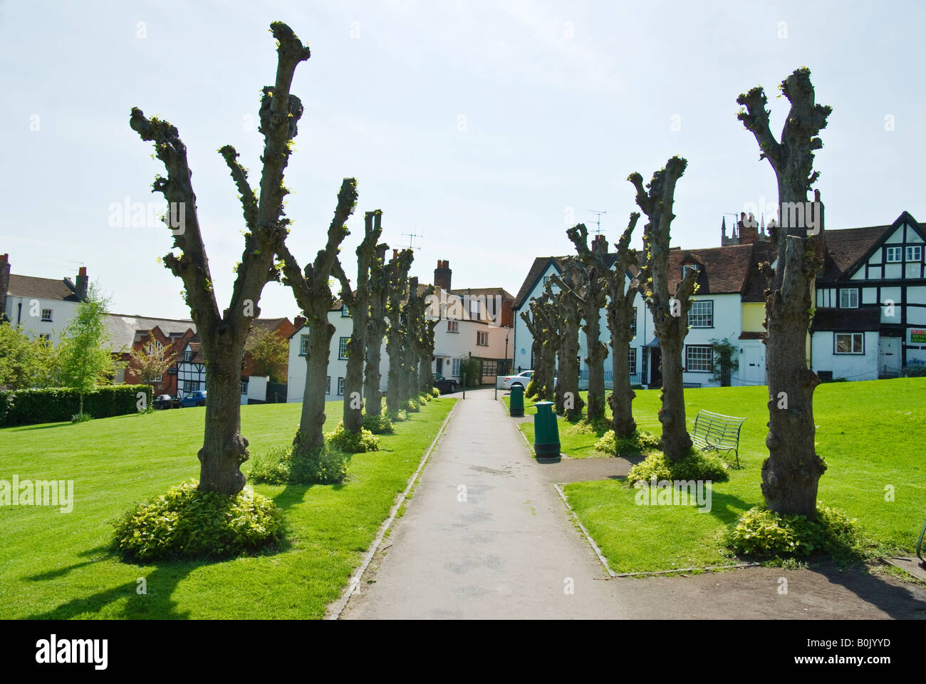 Pollared lime Trees on the Green à Marlborough Wiltshire Angleterre Royaume-Uni UE Banque D'Images