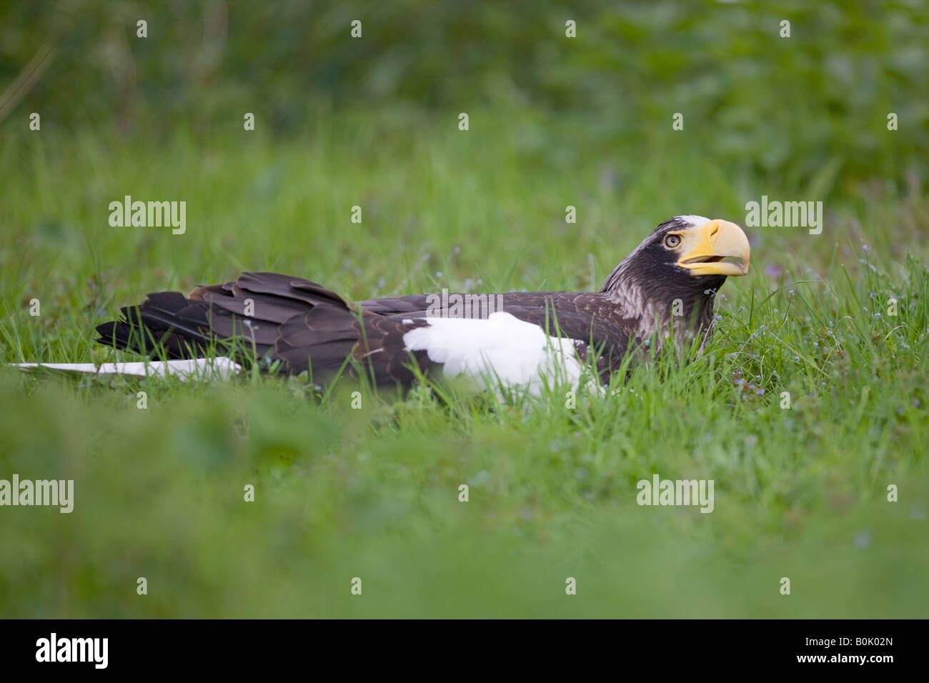 L'aigle de mer de Steller - Haliaeetus pelagicus Banque D'Images