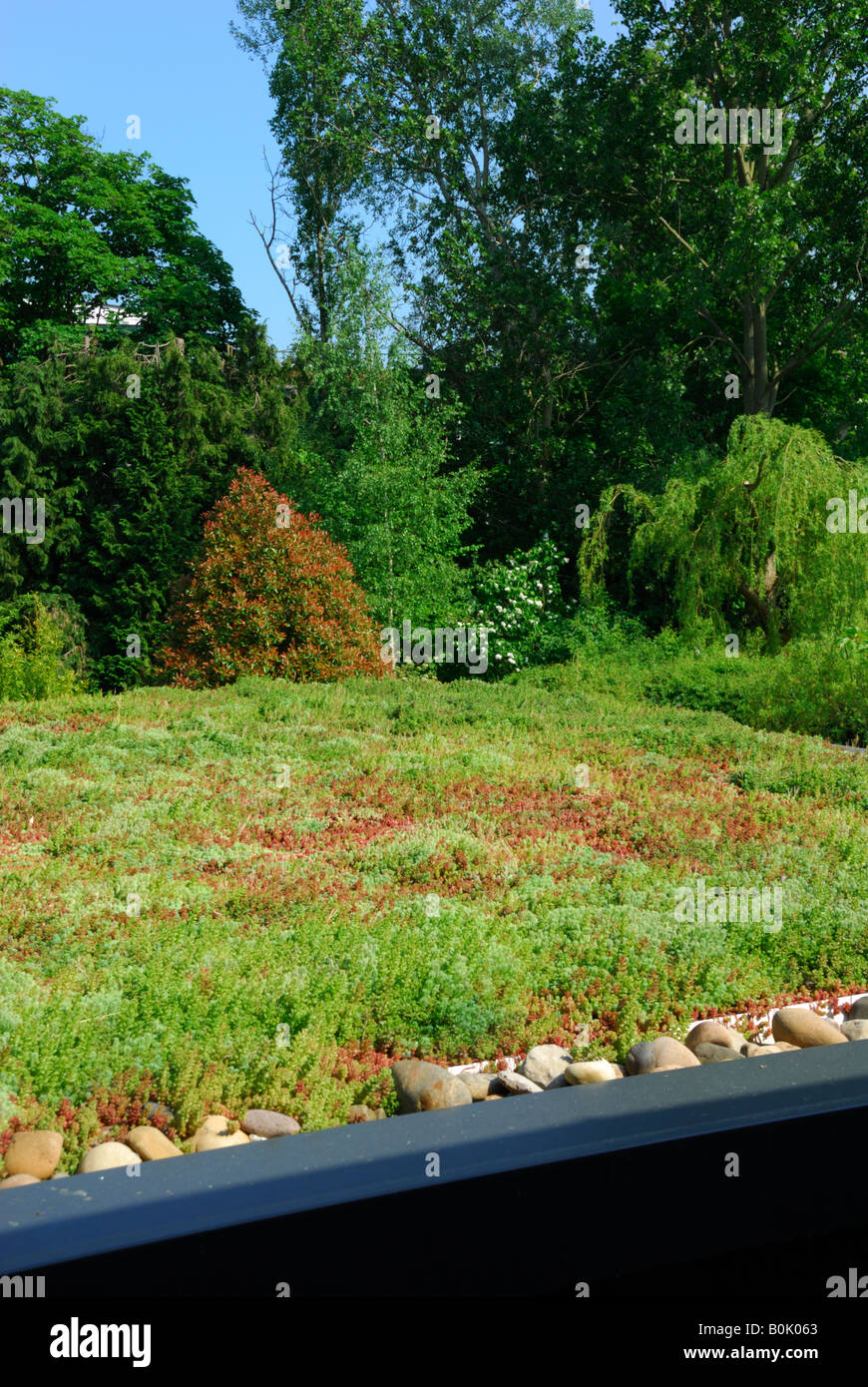 Toit vert sedum sur l'extension pour maison à Surrey Banque D'Images