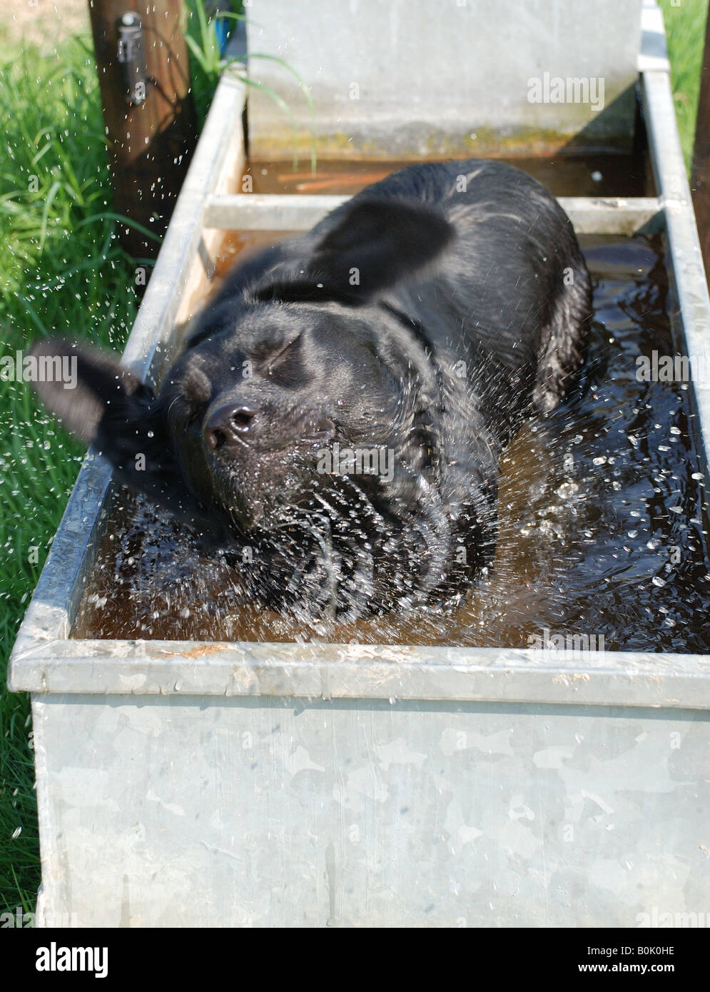 Chien labrador, secouant la tête tout en se baignant dans une cuve d'eau Banque D'Images