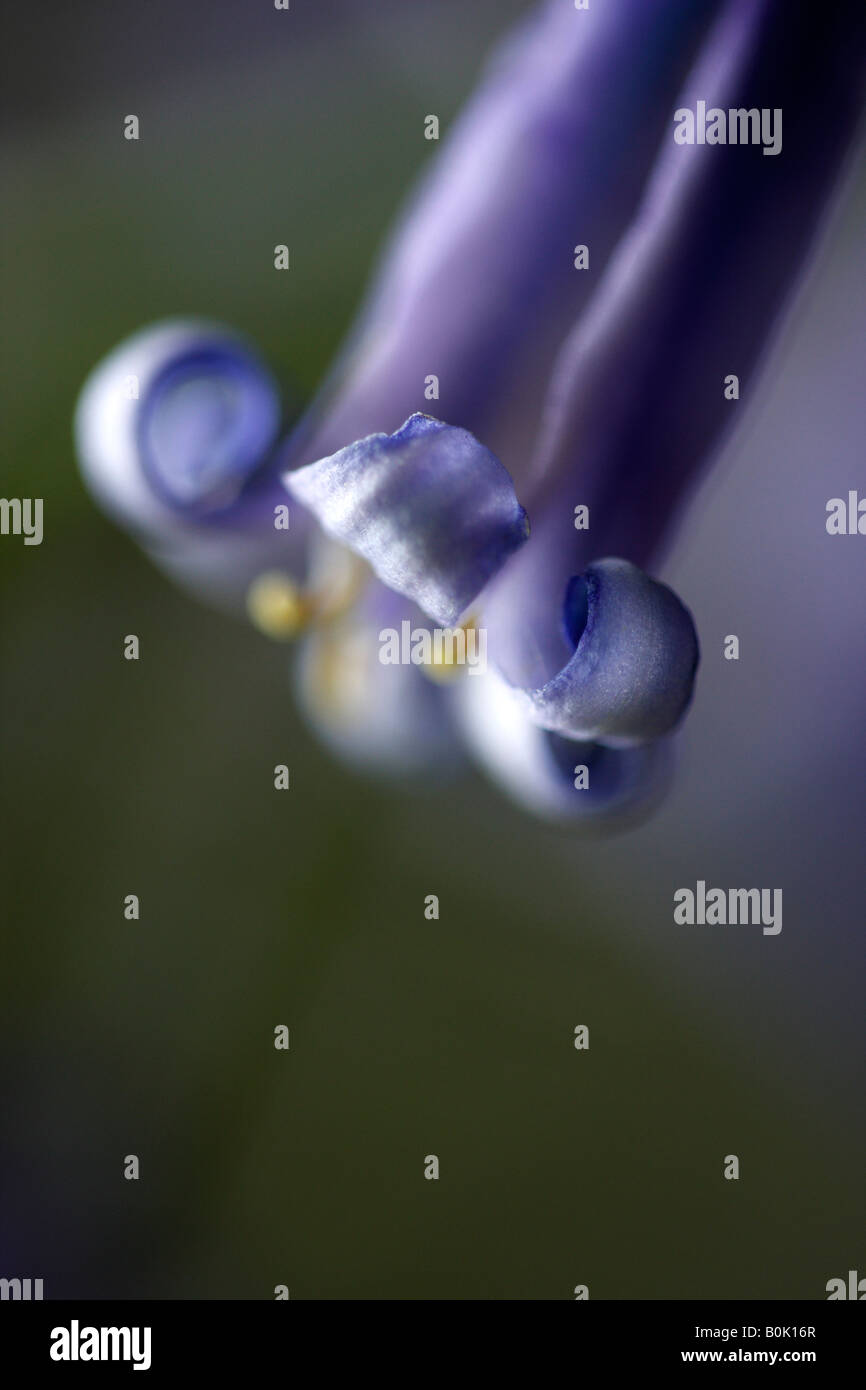 Ou l'anglais commun [Bluebell Hyacinthoides non-scripta], 'close up' Fleur macro pétale montrant le détail, England, UK Banque D'Images