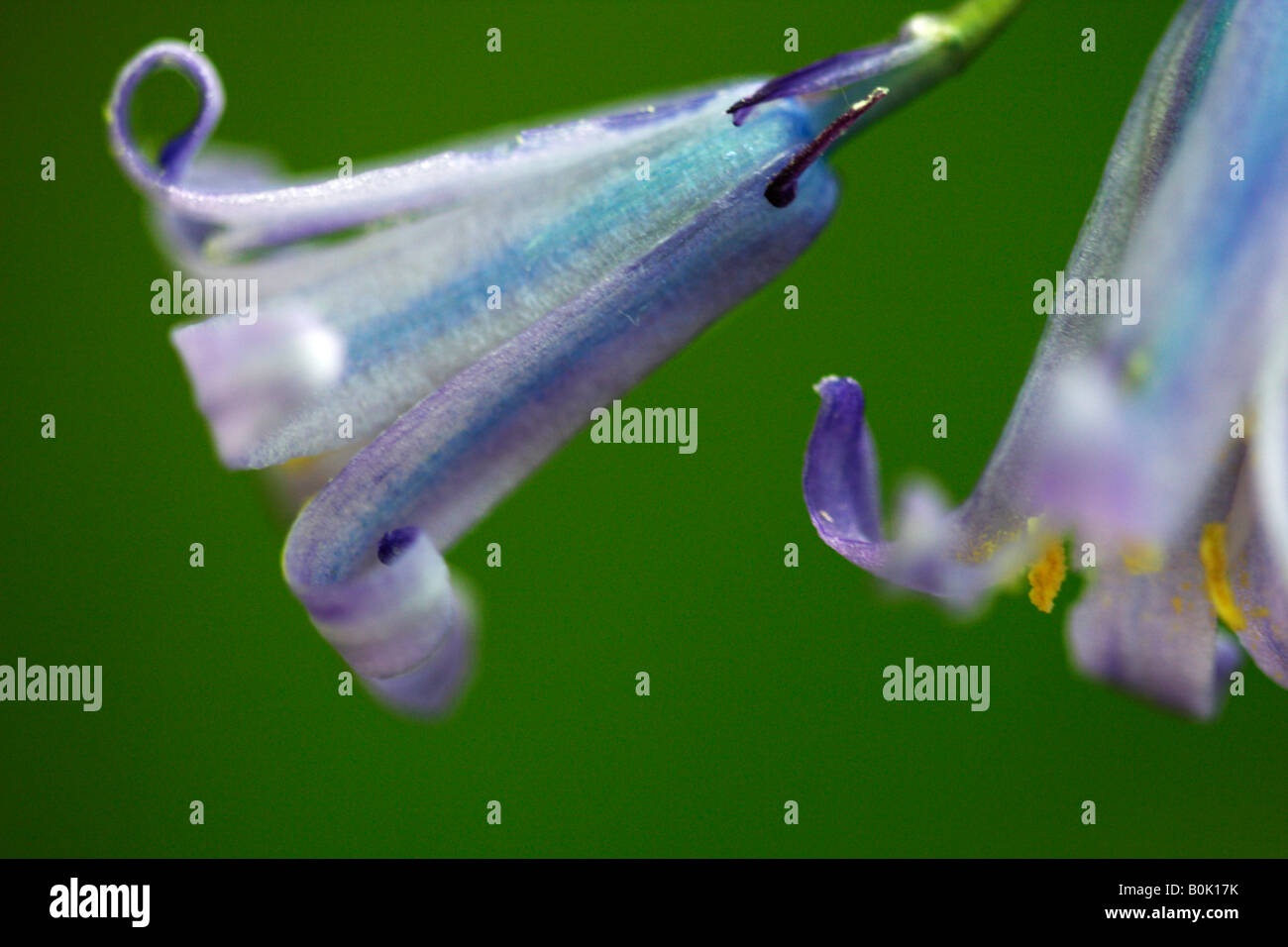 Bluebells [Hyacinthoides non-scripta], 'close up' Fleur macro montrant le détail des pétales bleu contre le "fond vert", UK Banque D'Images