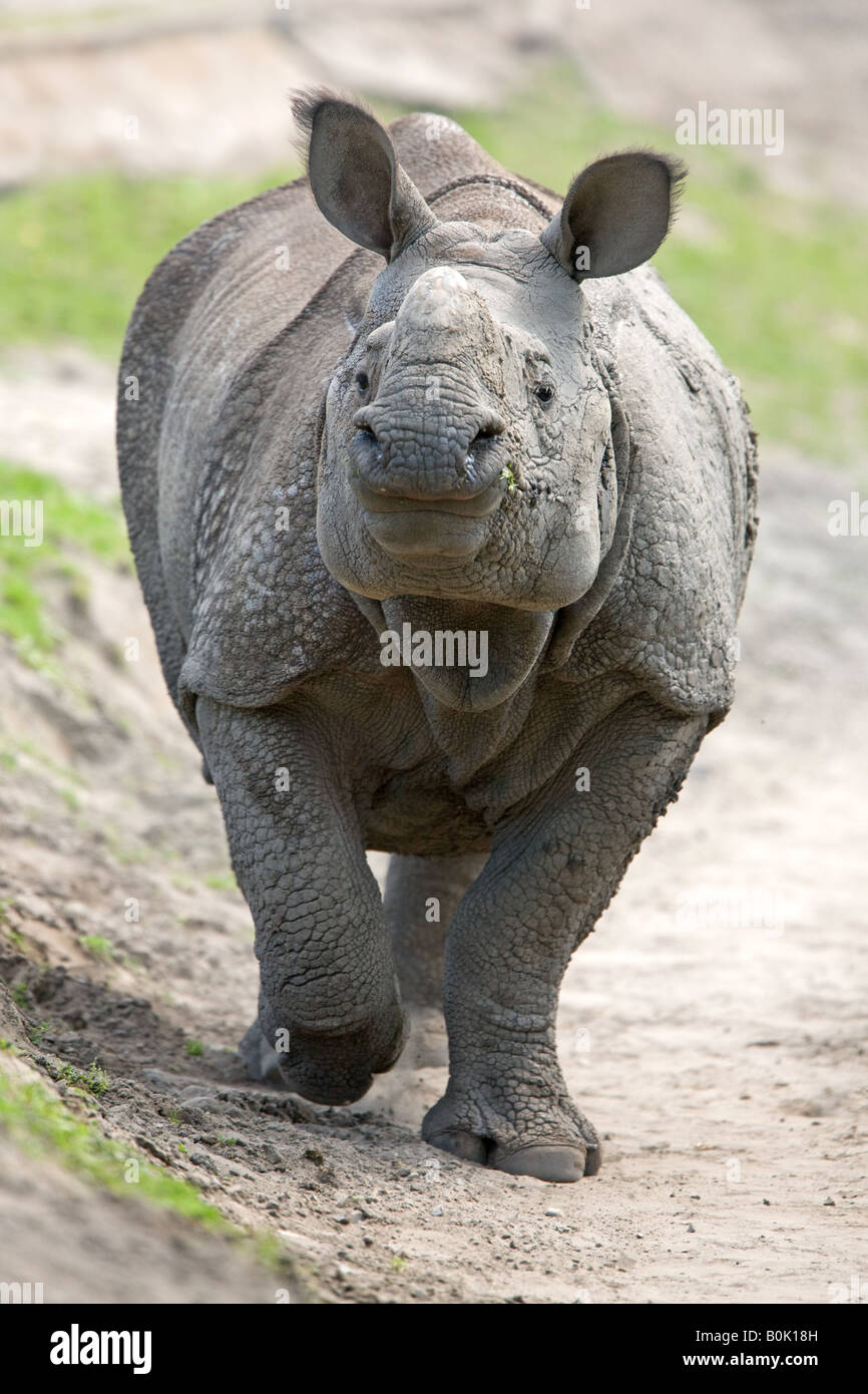 Rhinocéros indien ou grand-duc - Rhino Rhinoceros unicornis Banque D'Images