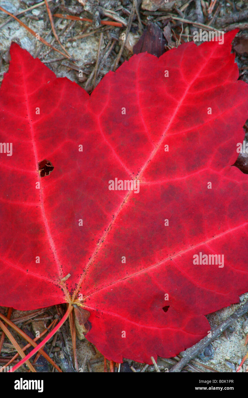 Feuille d'automne rouge dans les montagnes de Géorgie du nord Banque D'Images