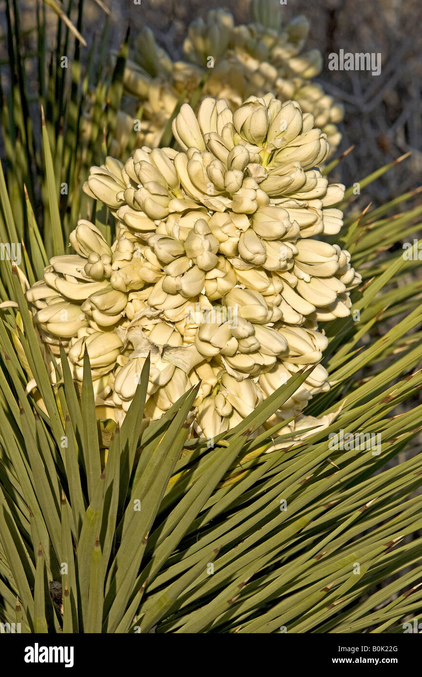Fleur de The Joshua Tree Banque D'Images