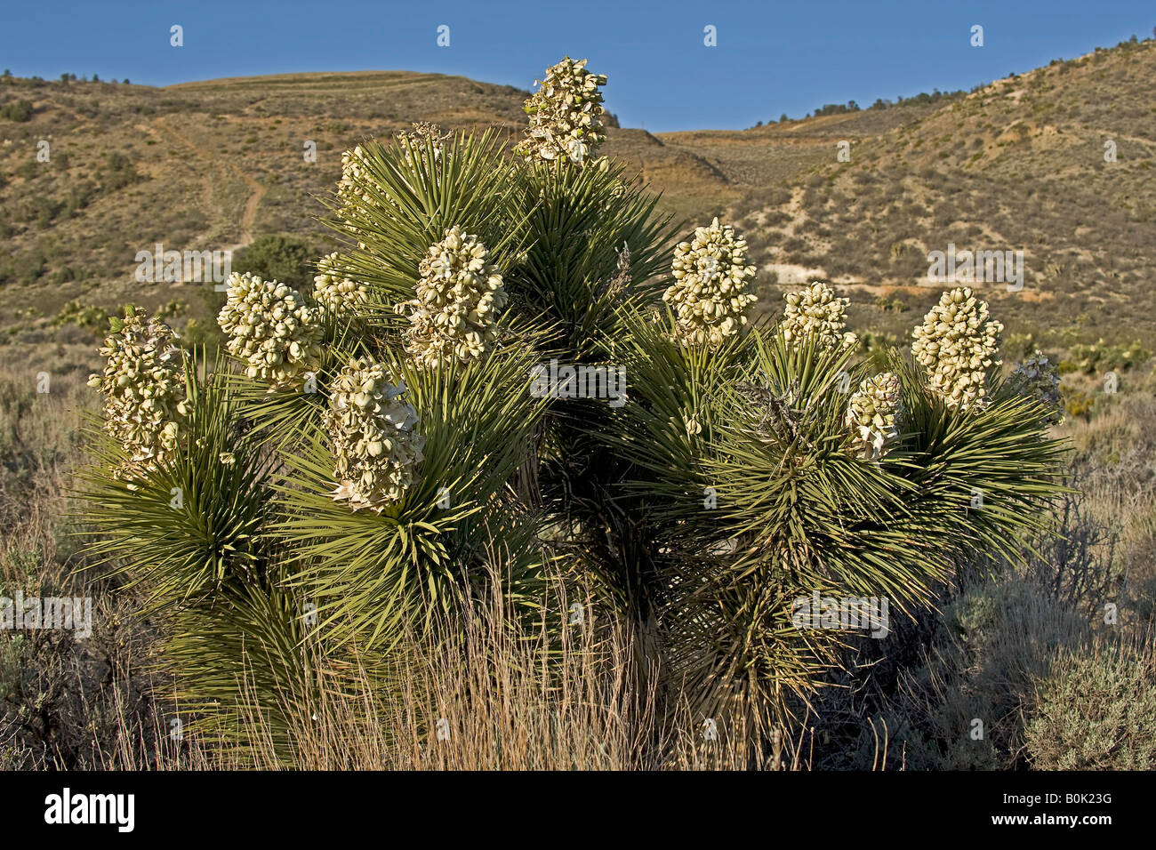 Fleur de The Joshua Tree Banque D'Images