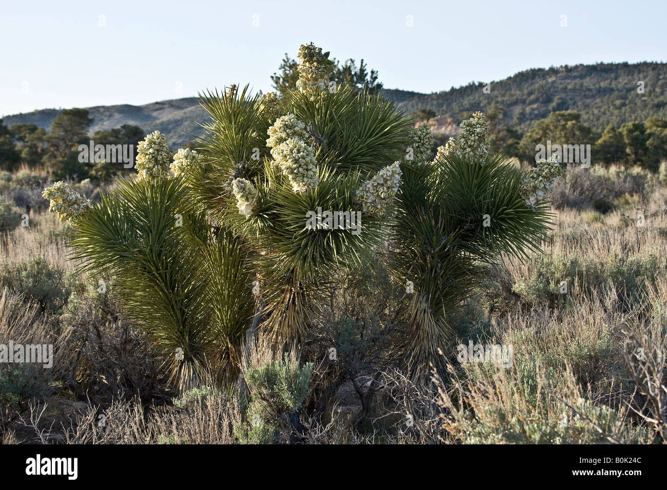 Fleur de The Joshua Tree Banque D'Images