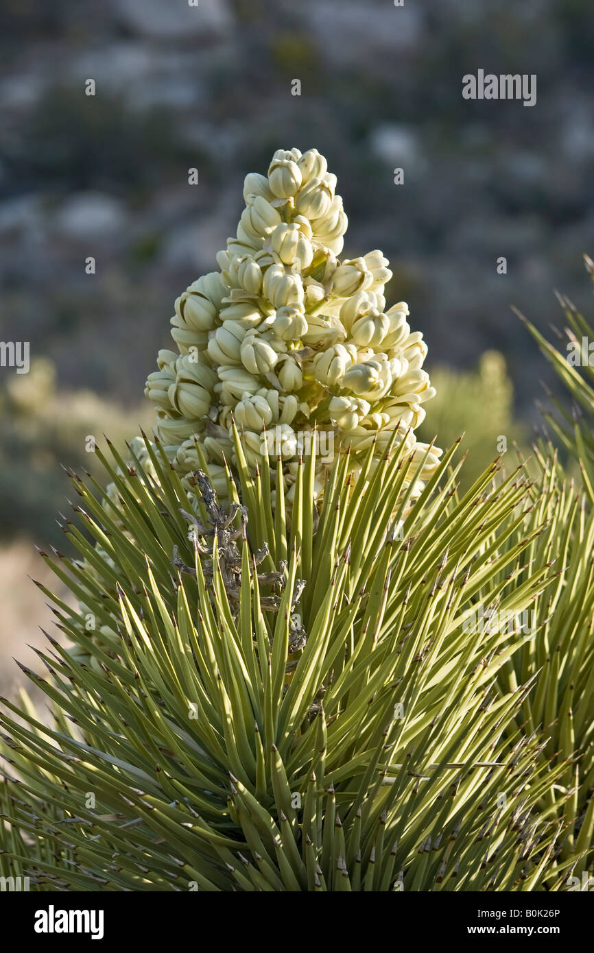 Fleur de The Joshua Tree Banque D'Images