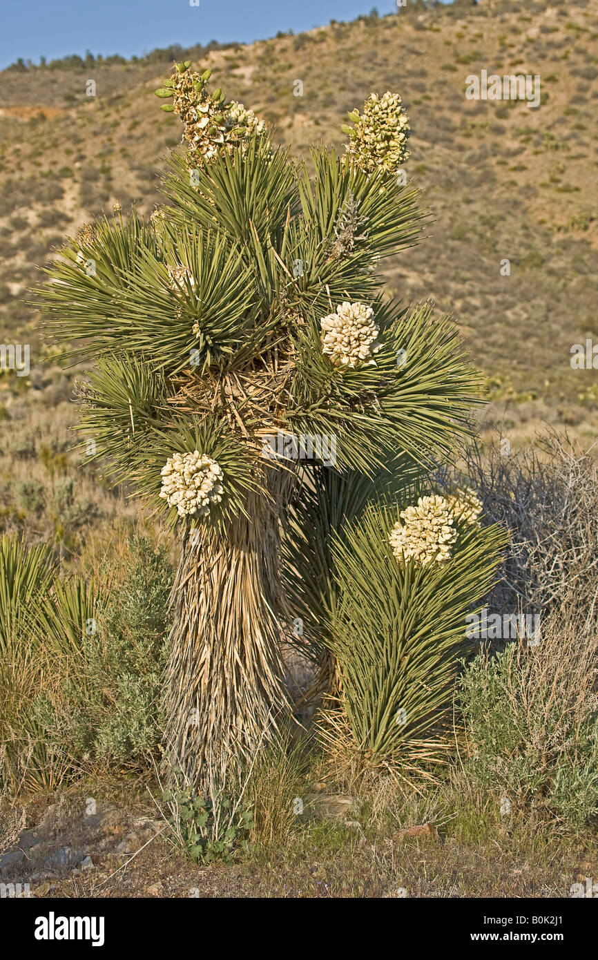 Fleur de The Joshua Tree Banque D'Images