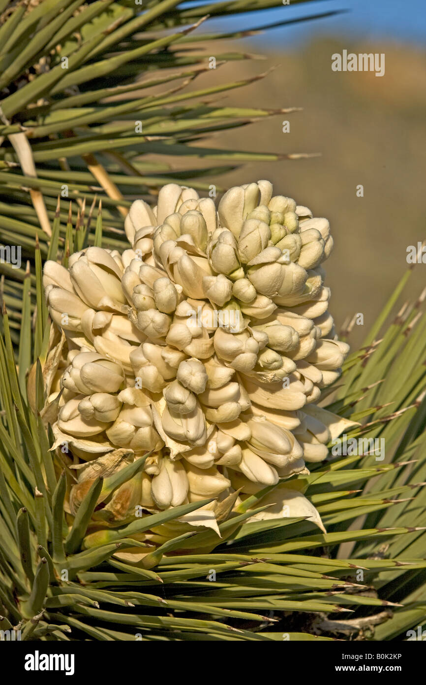 Fleur de The Joshua Tree Banque D'Images