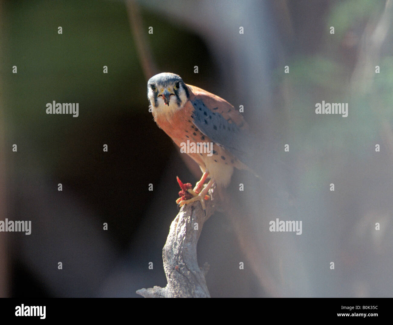 Portrait d'un crécerelle d'Amérique Falco sparverius un petit falcon rapide qui vit dans la plus grande partie de l'United States Banque D'Images
