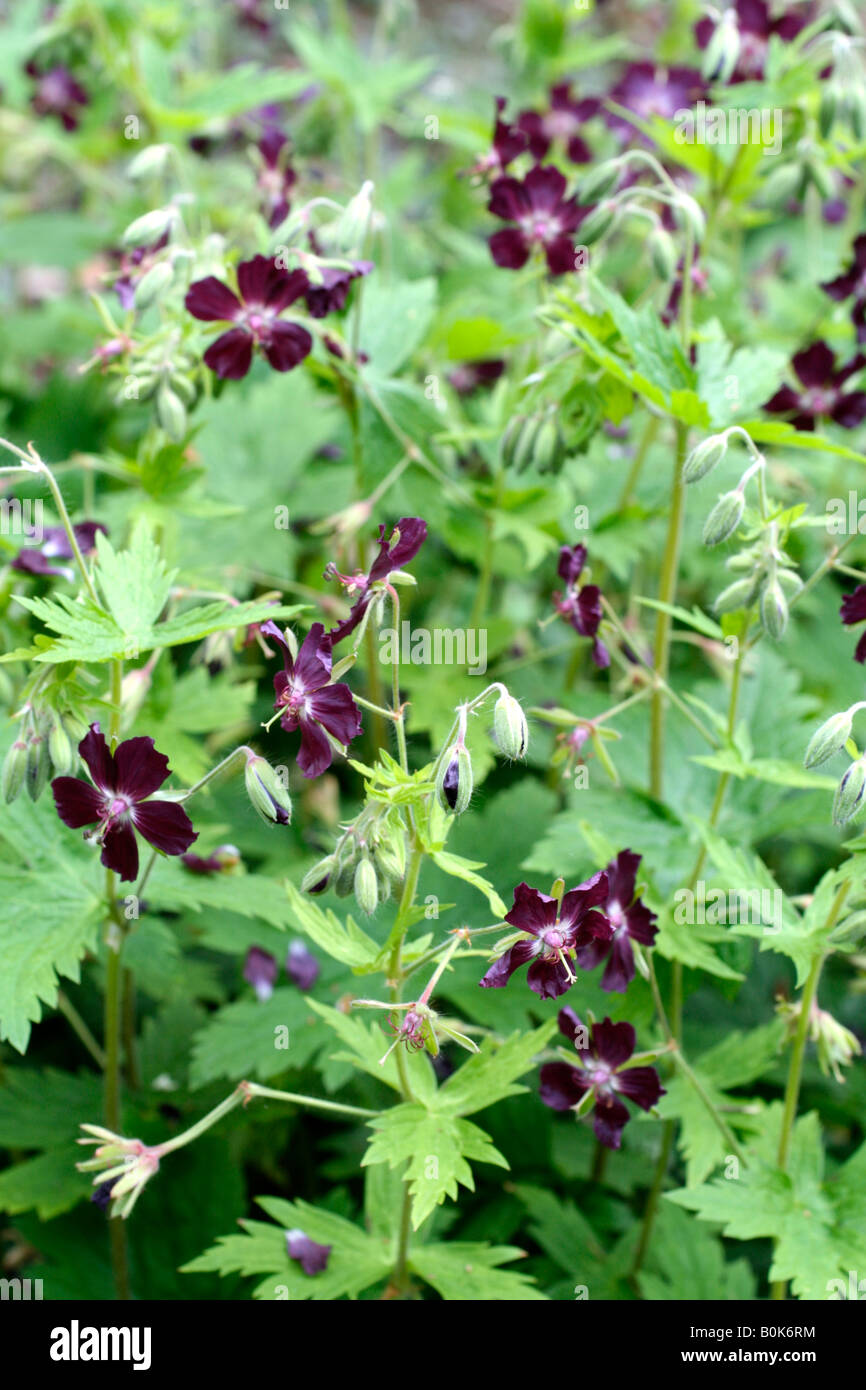 GERANIUM PHAEUM VAR PHAEUM GÉRANIUM PHAEUM NOIR SYNONYME FLEURI DEUIL VEUVE Banque D'Images