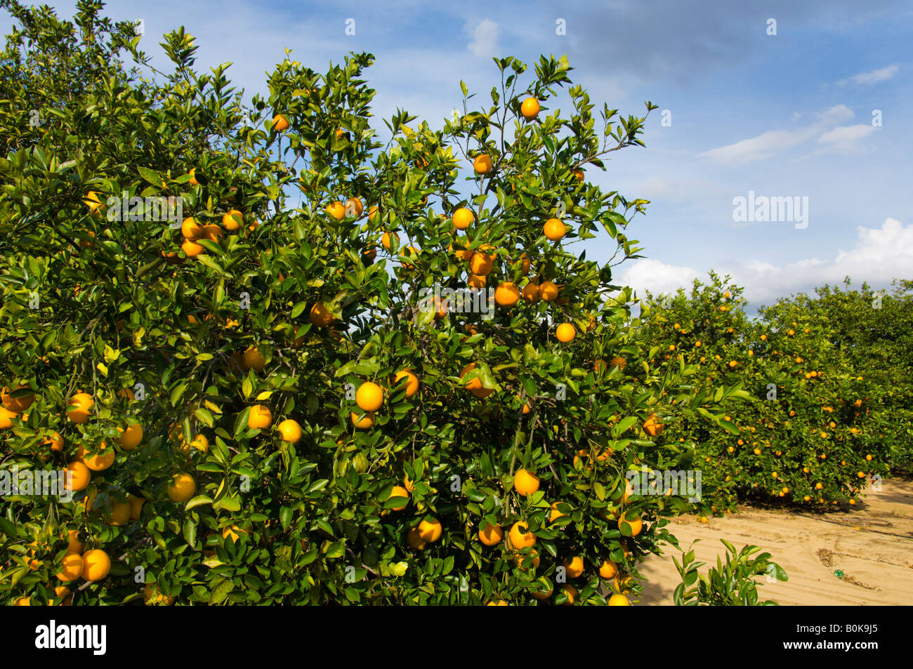 Les vergers d'Orange près de Haines City en Floride USA Banque D'Images