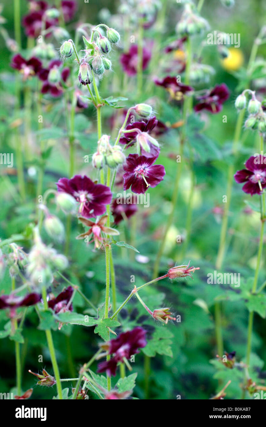 GERANIUM PHAEUM VAR PHAEUM SAMABOR Banque D'Images