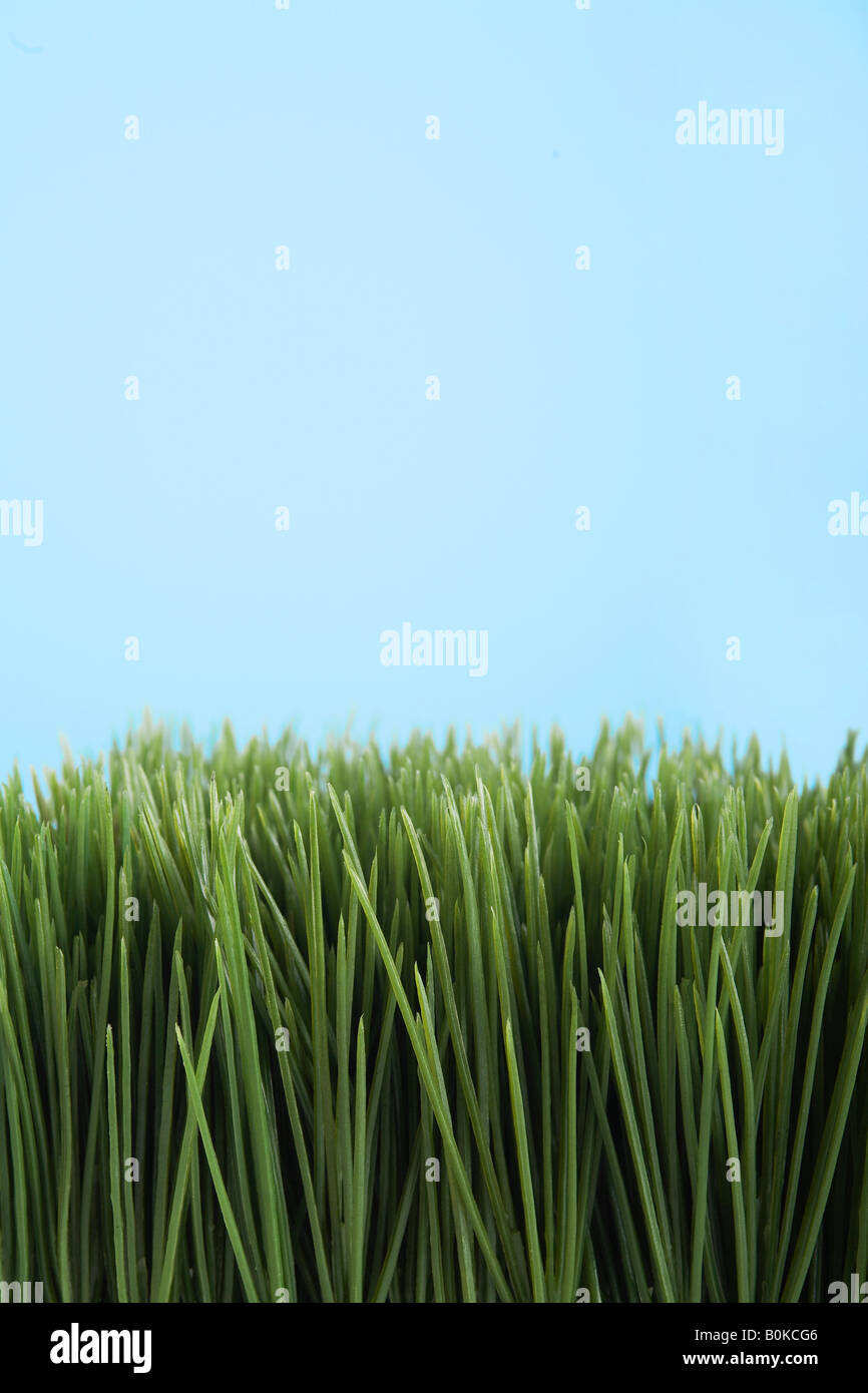 Grass Against Blue Background Banque D'Images