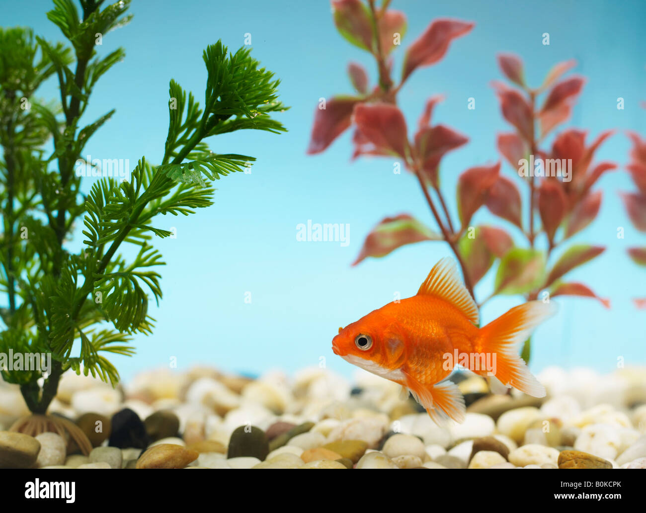 Dans le réservoir de poissons rouges Banque D'Images