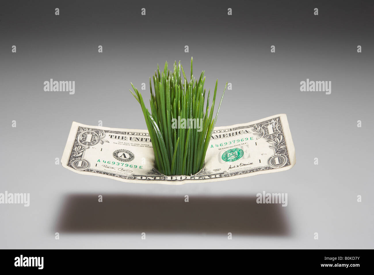 L'herbe pousse à travers un dollar Bill Banque D'Images